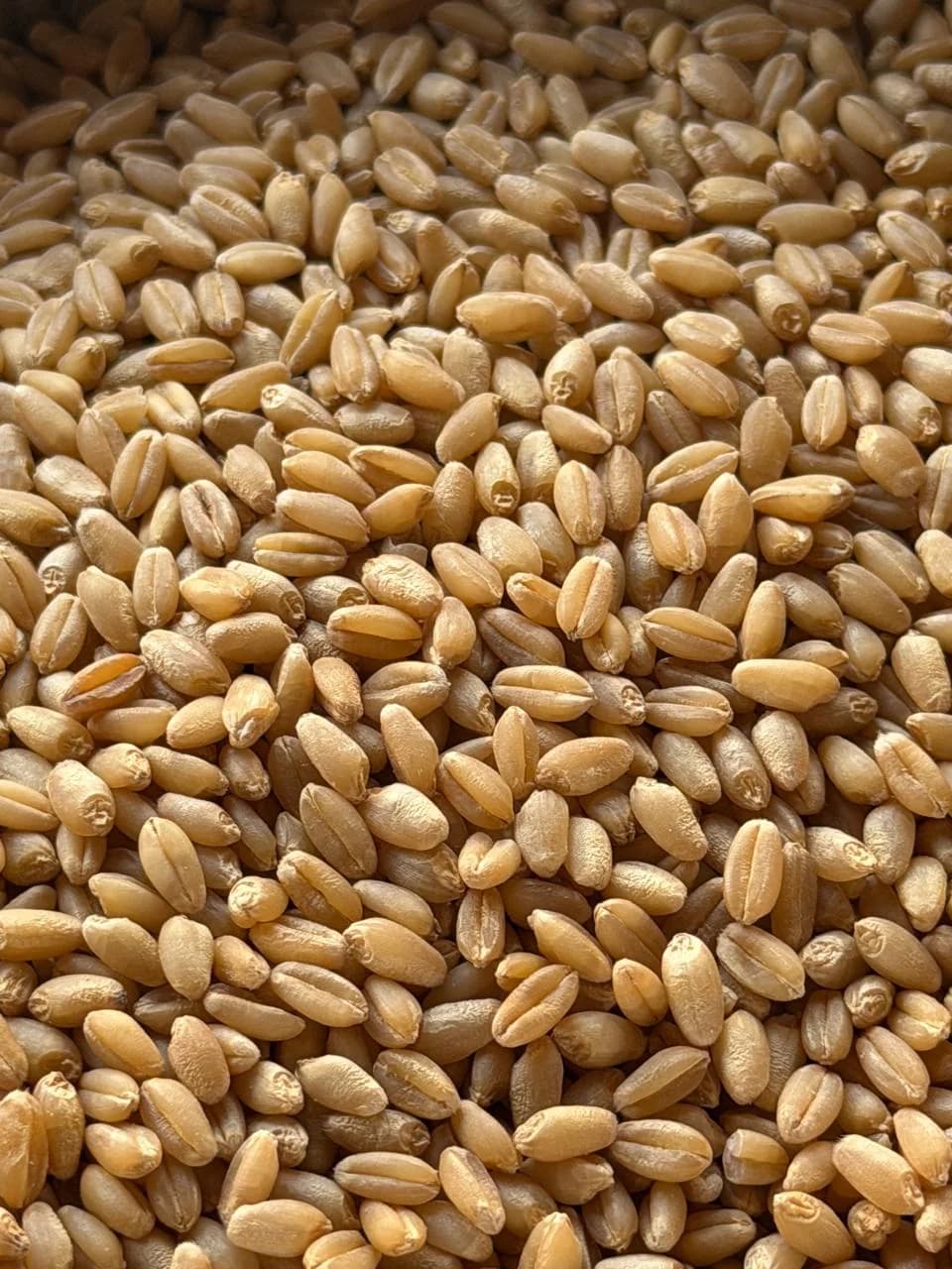 GAAY BACHADA GAHU  image 1