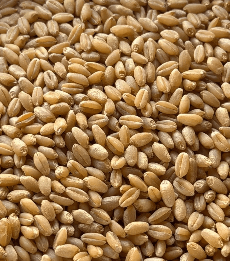 AMRAPALI GAHU RICE image 1