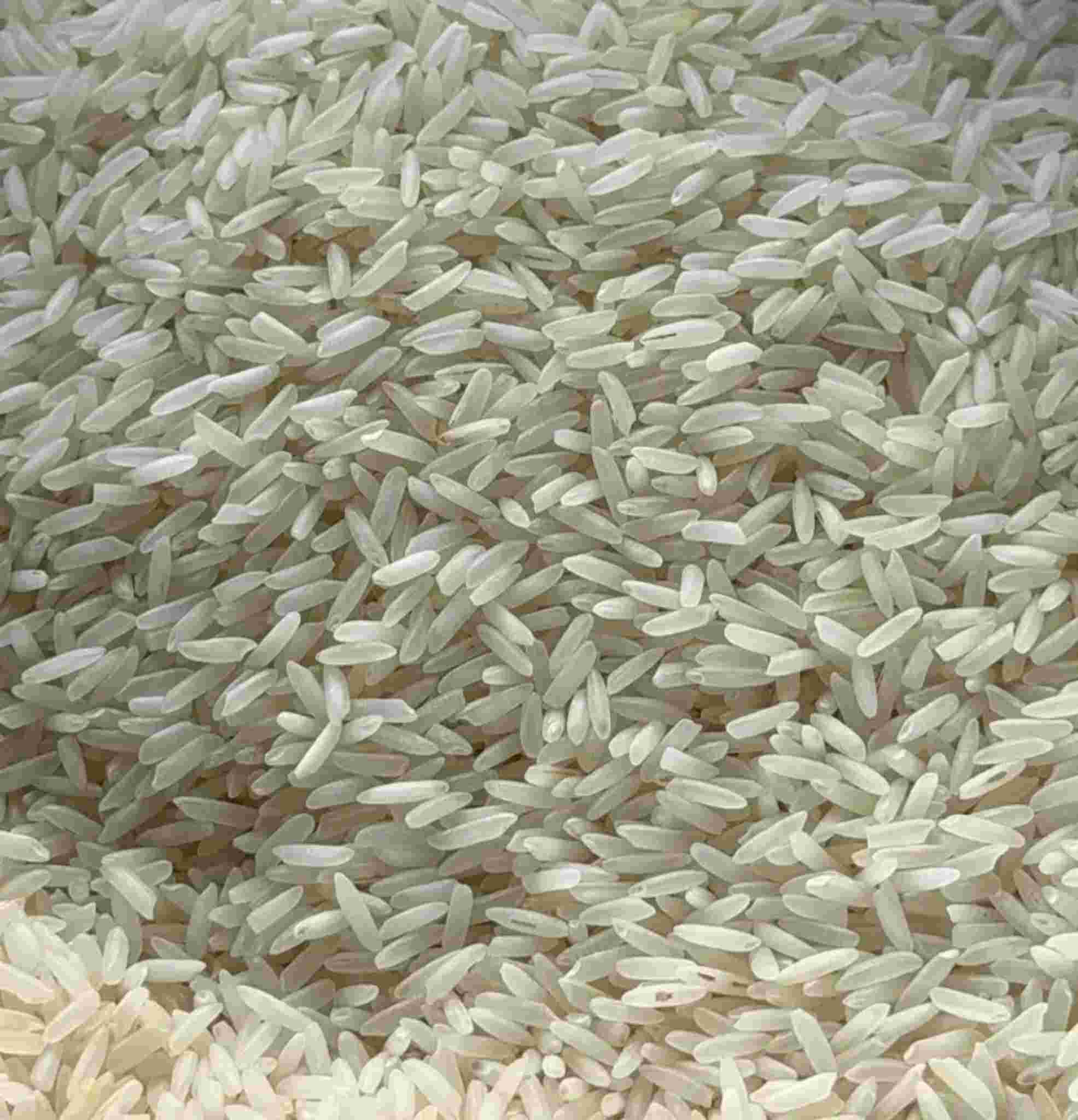 MAHARAJA KAALI MOONCH RICE image 1