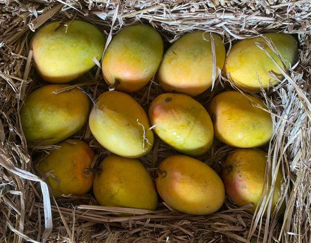 Premium Alphonso Mango (Export-quality)