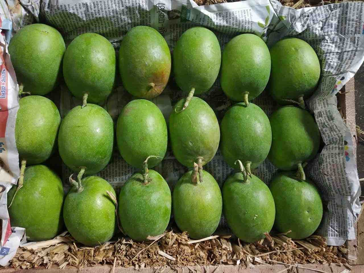 Premium Alphonso Mango (Export-quality)