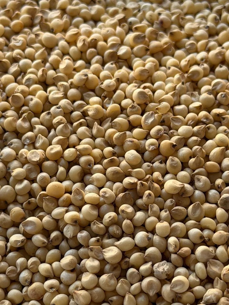 TULASI JAWARI image 1