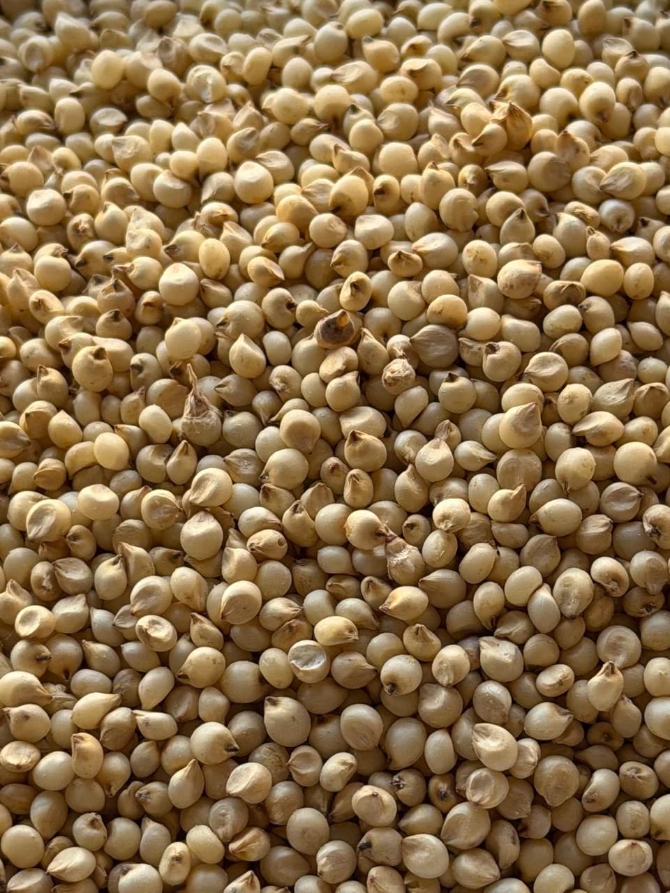 TALAKA JAWARI image 1