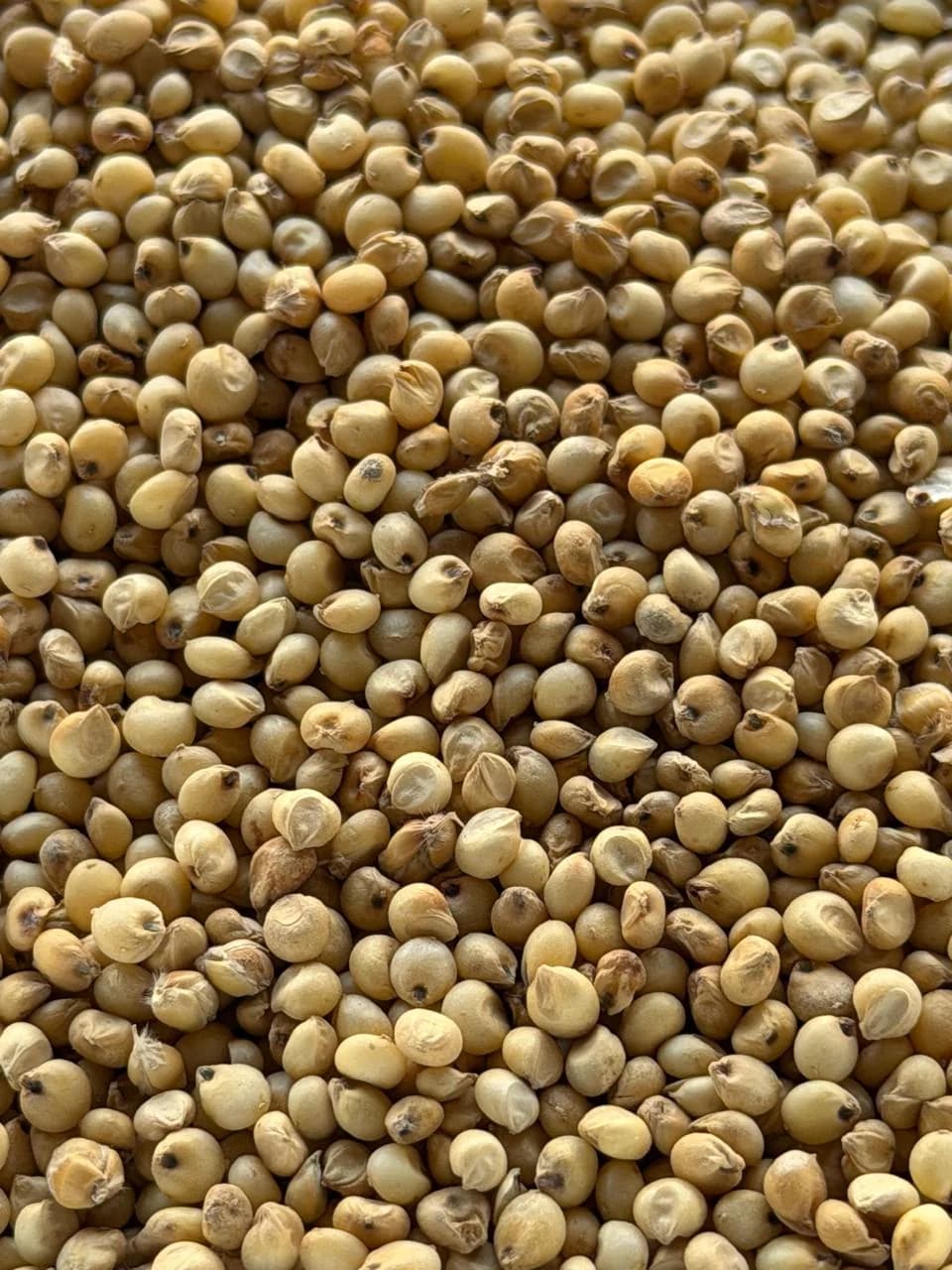 BULLET JAWARI image 1