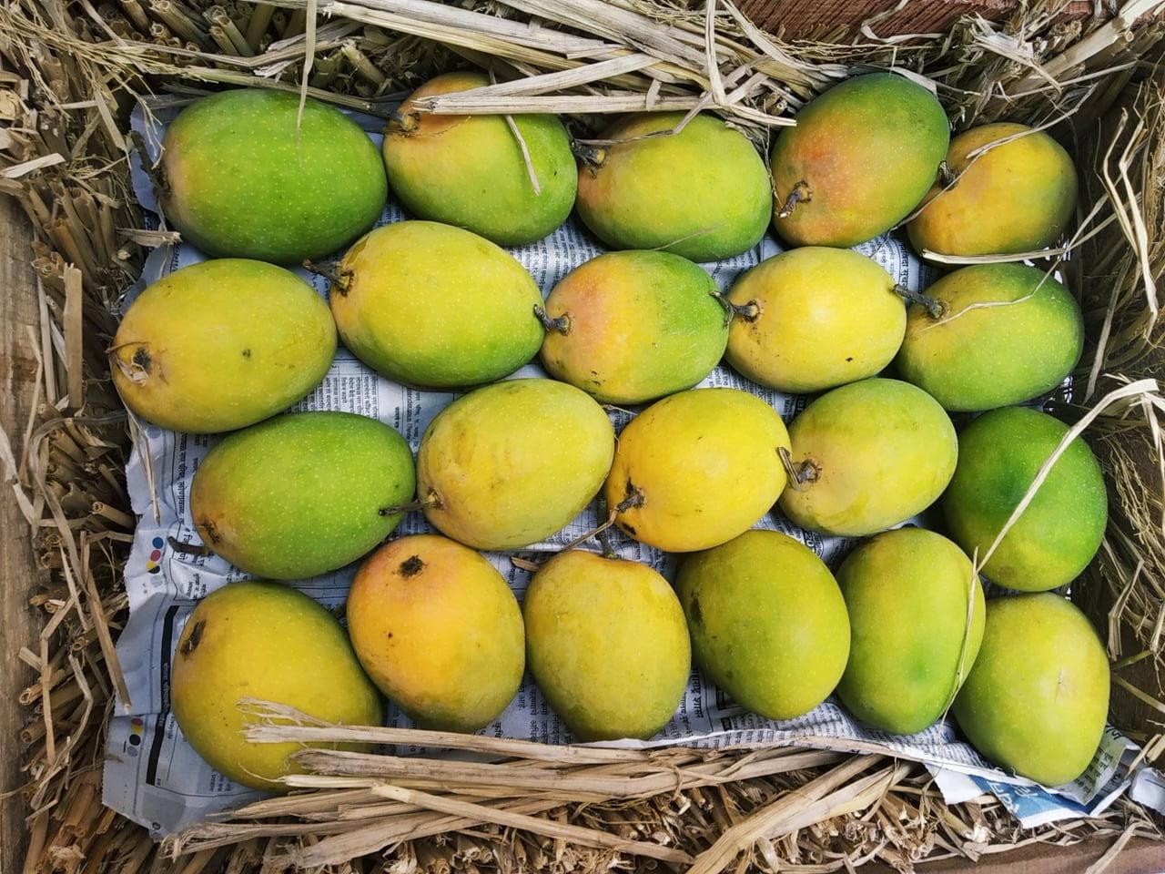 Premium Alphonso Mango (Export-quality) image 1